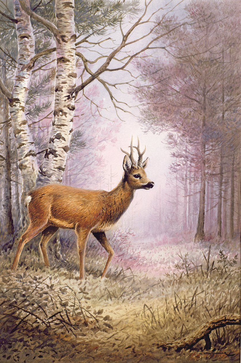 Rådjur av Carl Donner