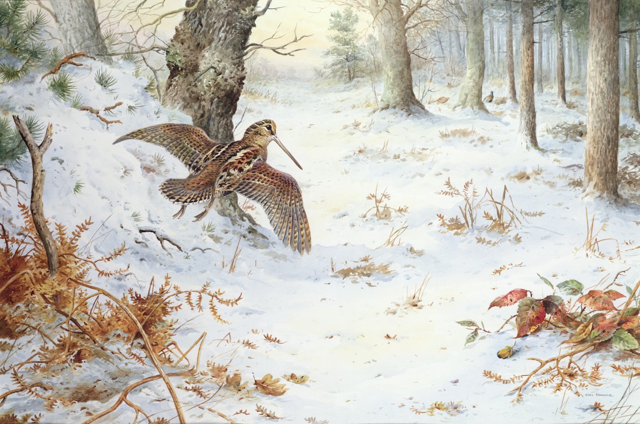 Snipe i skogslandskap av Carl Donner