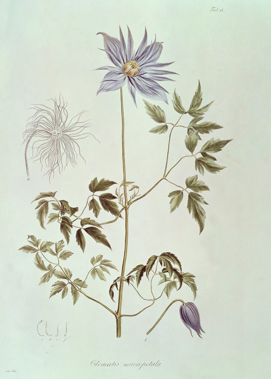 Clematis macropetala, från "Icones Plantarum Floram Rossicam" 1829 av Carl Friedrich von Ledebour