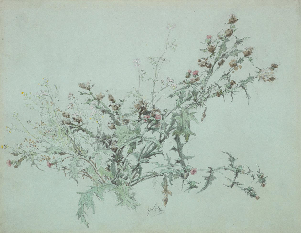 Studie av en blommande tistel, 1846. av Carl Georg Anton Graeb