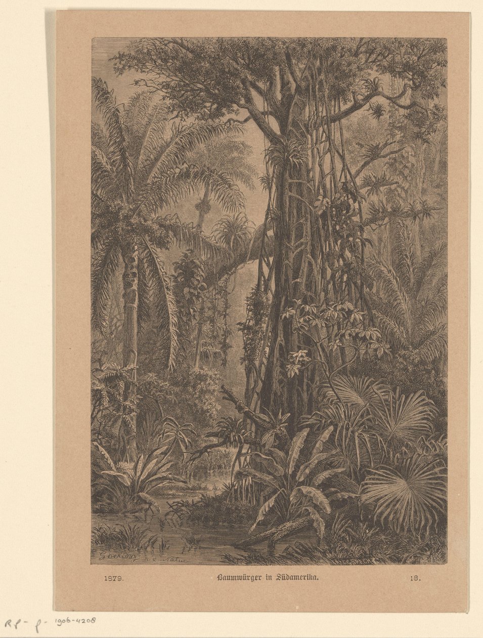 onda ansikte Tree Shrikes i Sydamerika (titel på objekt) av Carl Gottlob Specht