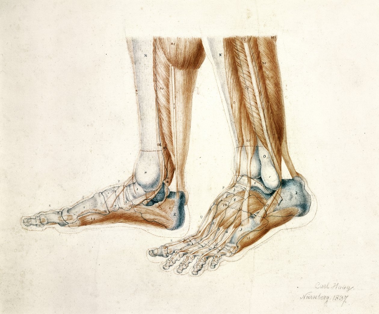 Anatomisk teckning av en mans fötter, 1837 (svarta och röda krita på papper) av Carl Haag