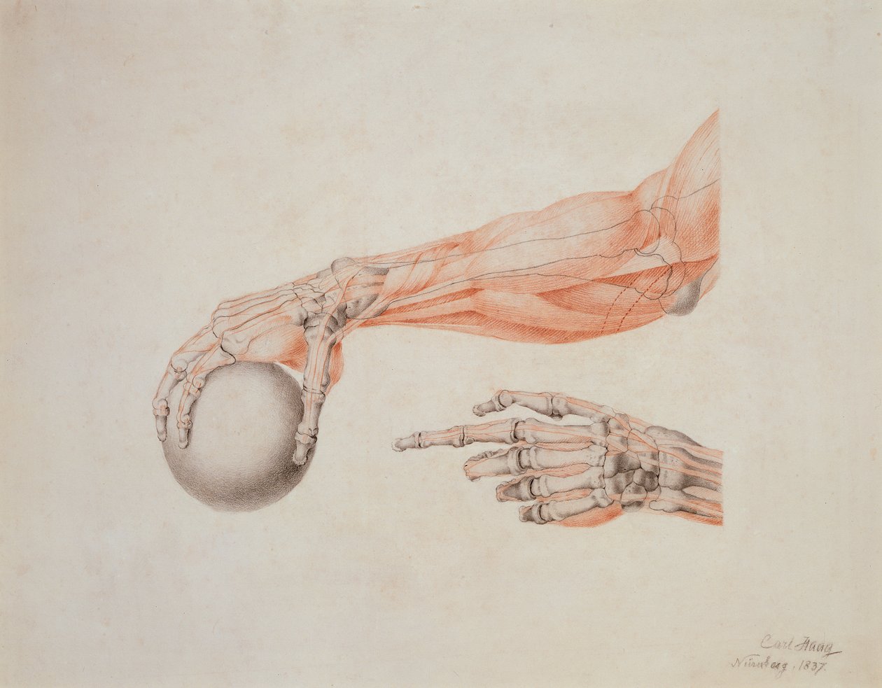 Anatomiska händer, 1837 (färgkritor på papper) av Carl Haag