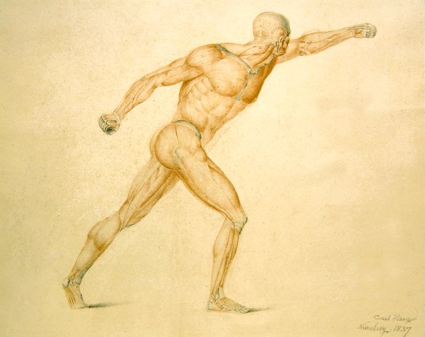 Anatomisk muskulatur av en man i full stretch av Carl Haag