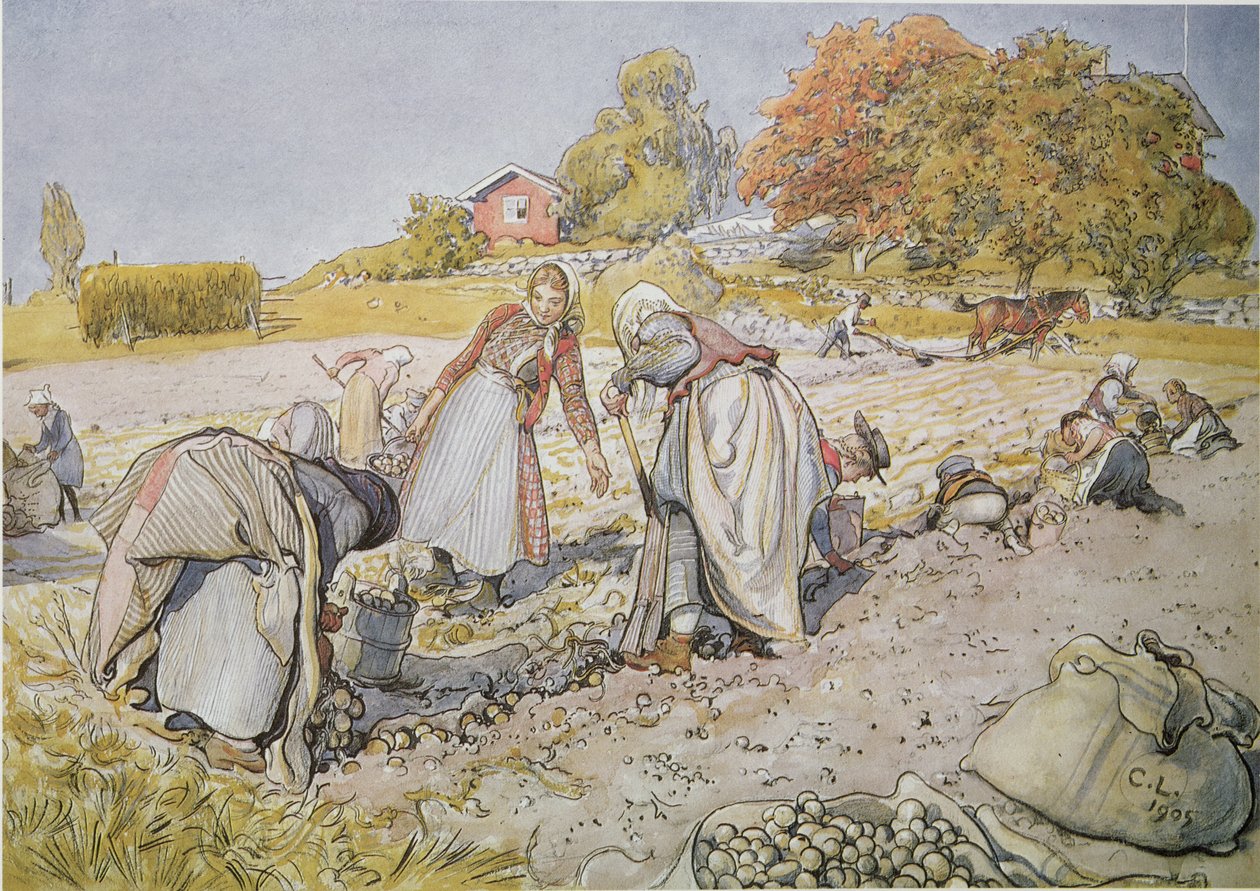 Gräva potatis av Carl Larsson