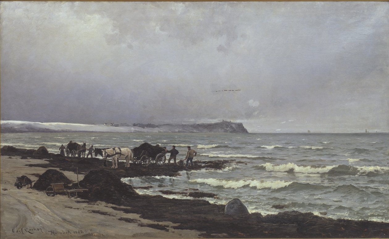 Tång lastas på Hornbæk Strand av Carl Locher