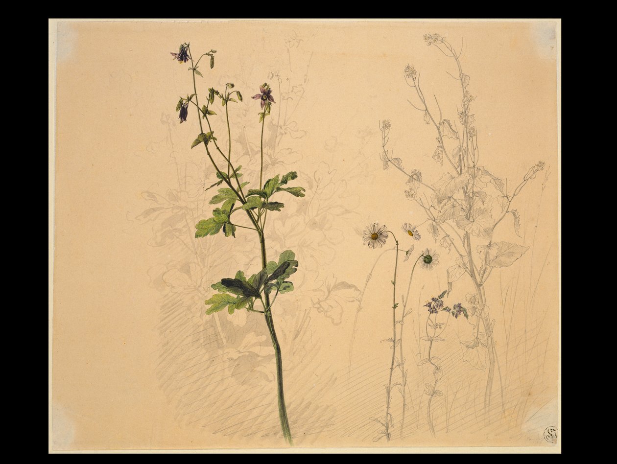 Akelei, margerita, vitlök och mansblomma av Carl Philipp Fohr