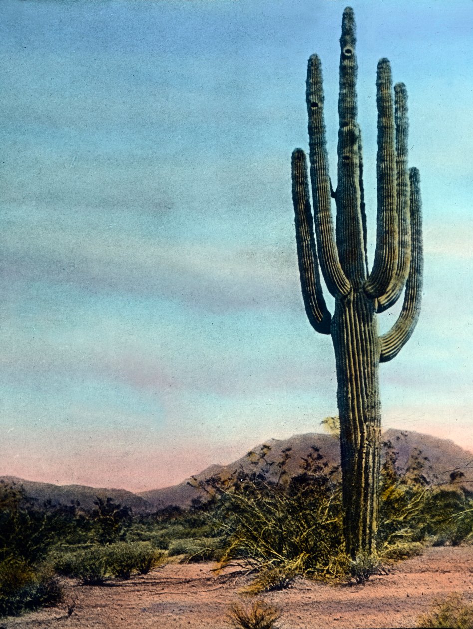 United States of America, Arizona, Giant Cactus in the Sonora desert, bilddatum: cirka 1920. Carl Simon-arkivet av Carl Simon
