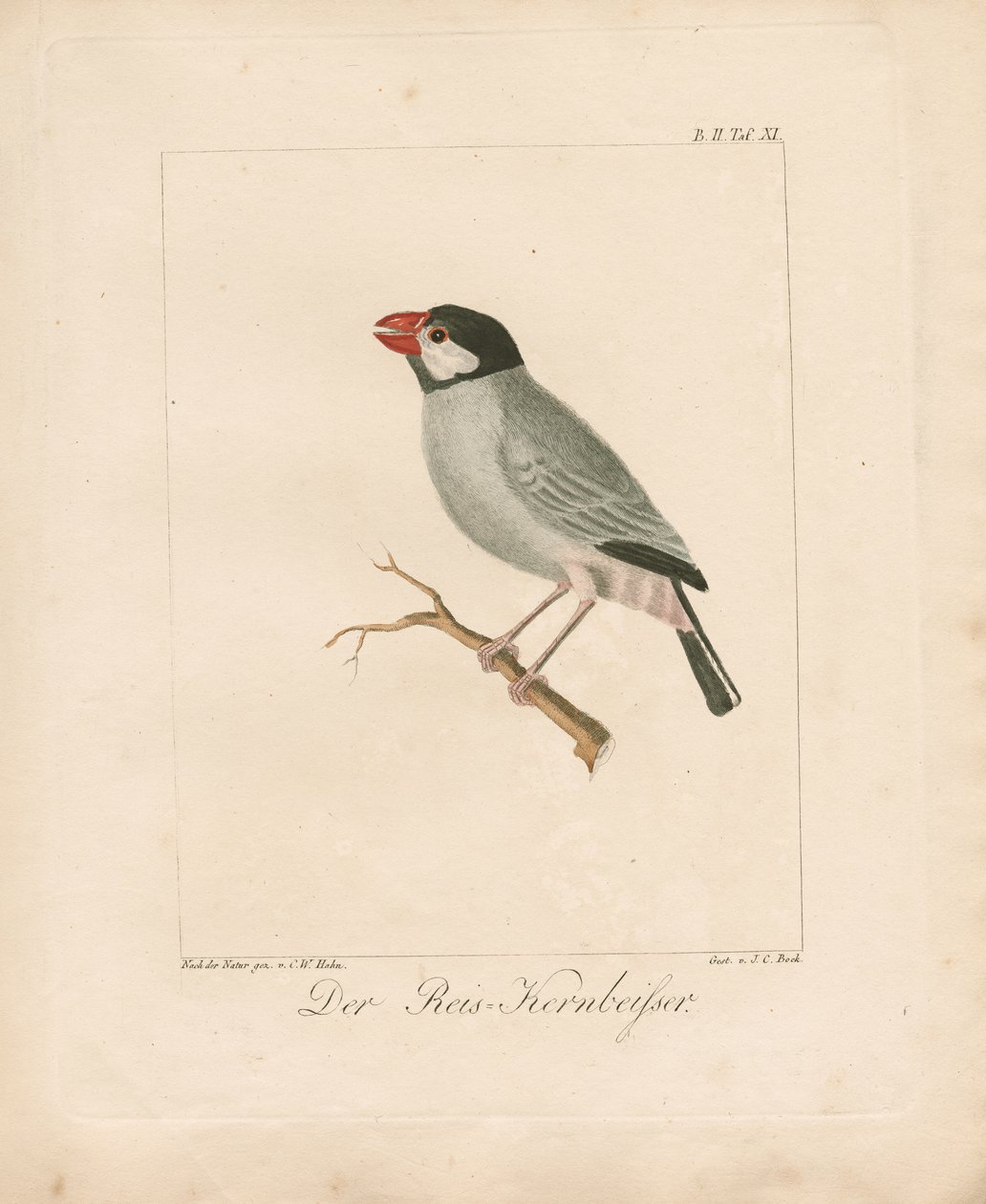 Java Rice Finch (handkolorerad litografi) av Carl Wilhelm Hahn