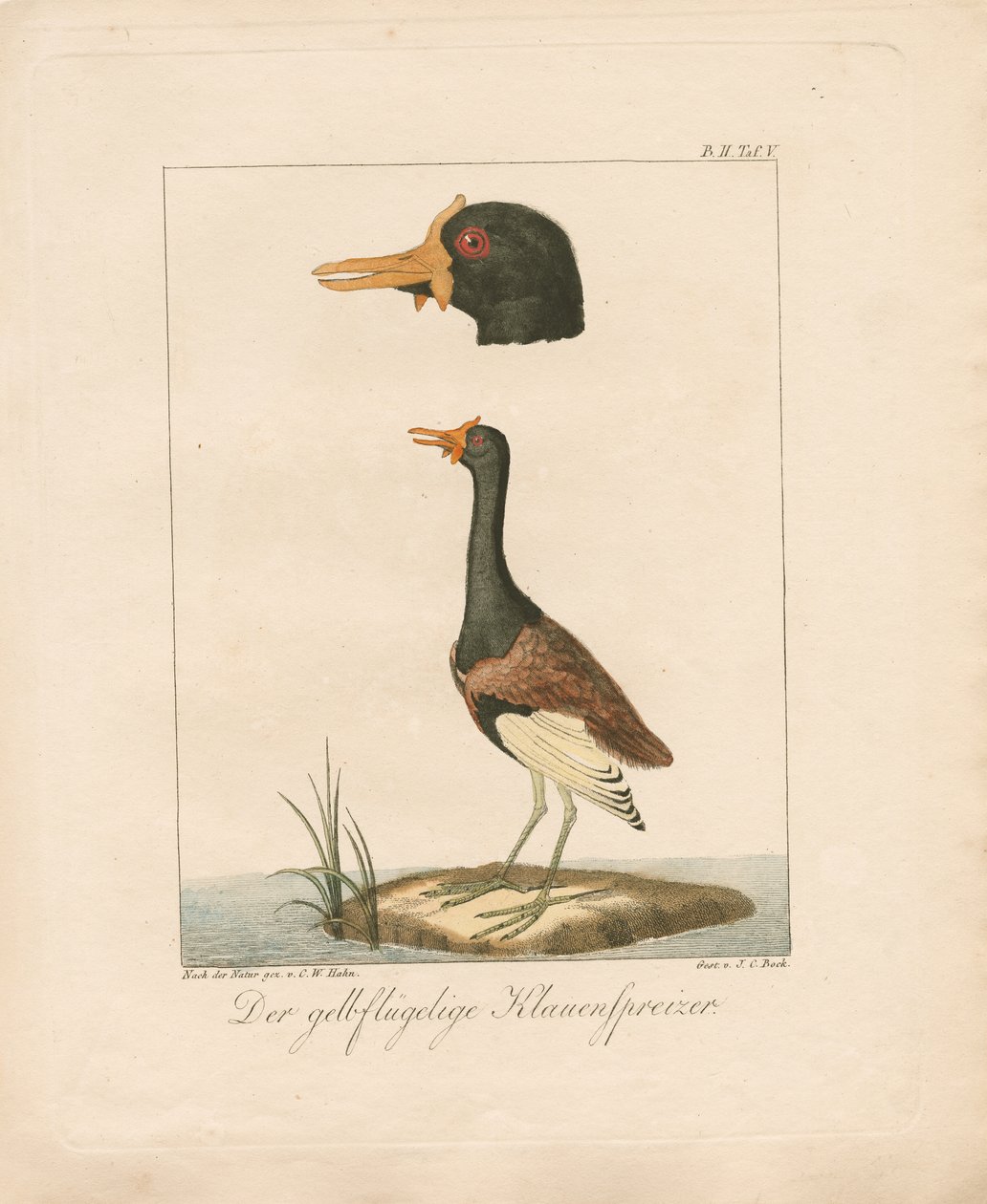 Den gulvingade Jacana (handkolorerad litografi) av Carl Wilhelm Hahn