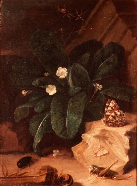 Stilleben med primörer och insekter av Carl Wilhelm de Hamilton