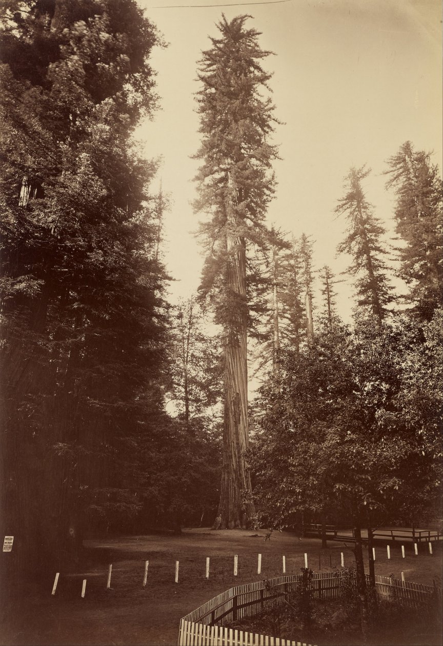 Giant Redwood, Santa Cruz av Carleton E. Watkins