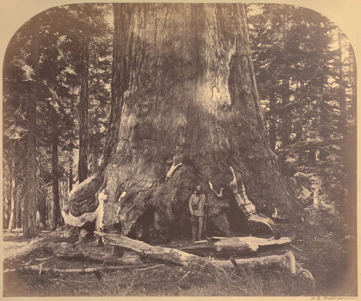Sektion av Grizzly Giant, 33 fot i diameter, Mariposa Grove, Yosemite, nr 111 av Carleton E. Watkins