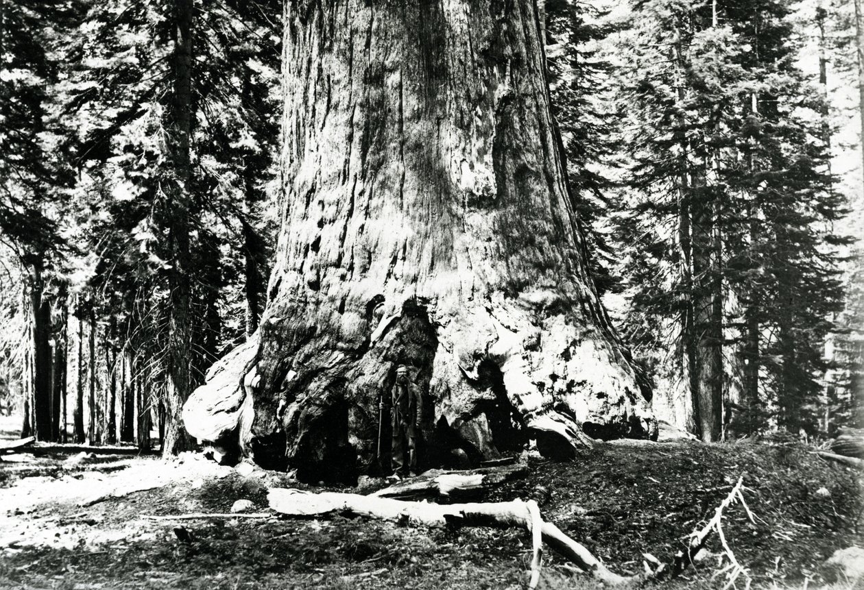 Basen av Grizzly Giant, ca 1860-talet av Carleton E. Watkins