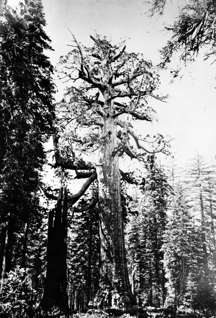 Grizzlyjätten, ca 1860-talet av Carleton E. Watkins