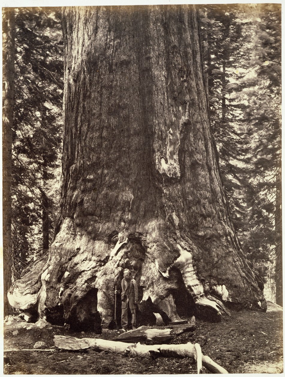 Base of the Grizzly Giant, från The Yosemite Book: A Description of the Yosemite Valley and the Adjacent Region of the Sierra Nevada, and of the Big Trees of California, av Josiah Dwight Whitney (1819) av Carleton E. Watkins