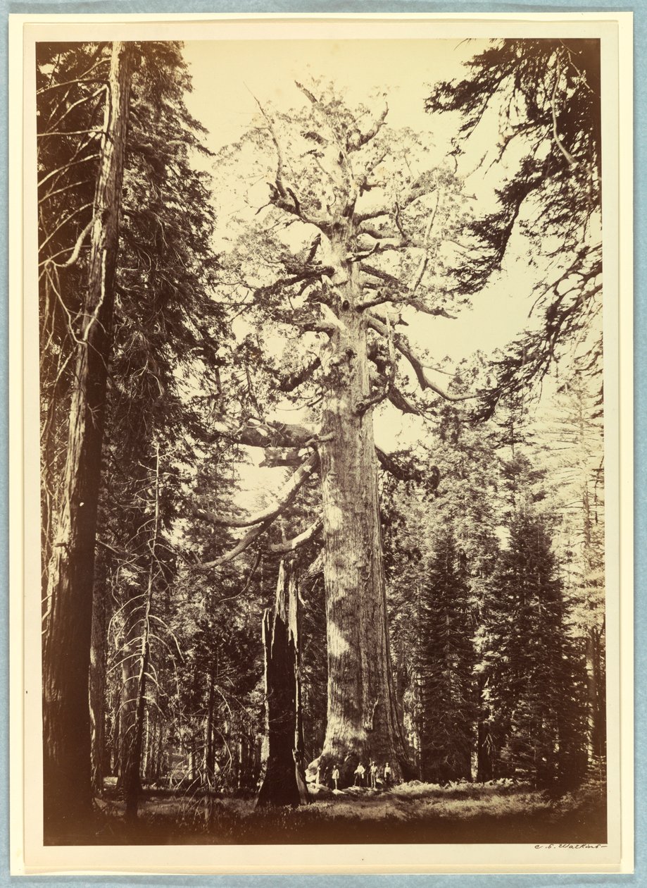 Grizzlyjätten, Mariposa Grove, Yosemite av Carleton E. Watkins