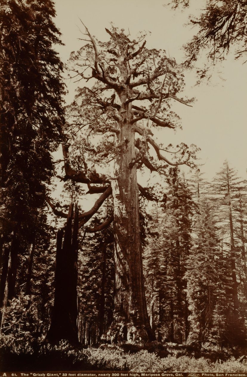 Jätten Grizzly, Mariposa Grove, Yosemite, Kalifornien av Carleton E. Watkins