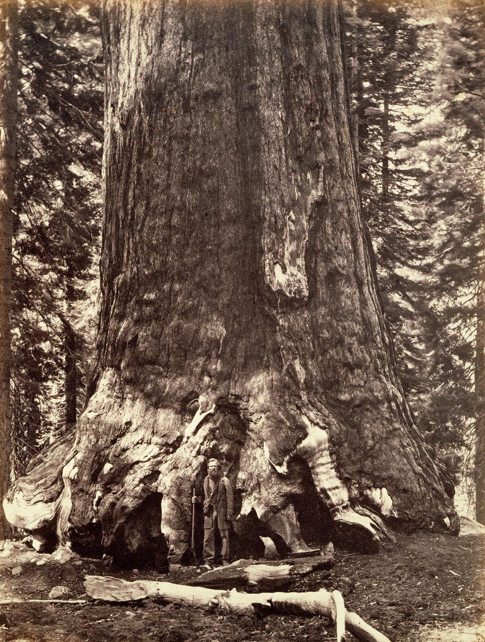 Basen av Grizzly Giant, Giant Sequoia tree, Yosemite, Kalifornien, 1868 av Carleton Emmons Watkins
