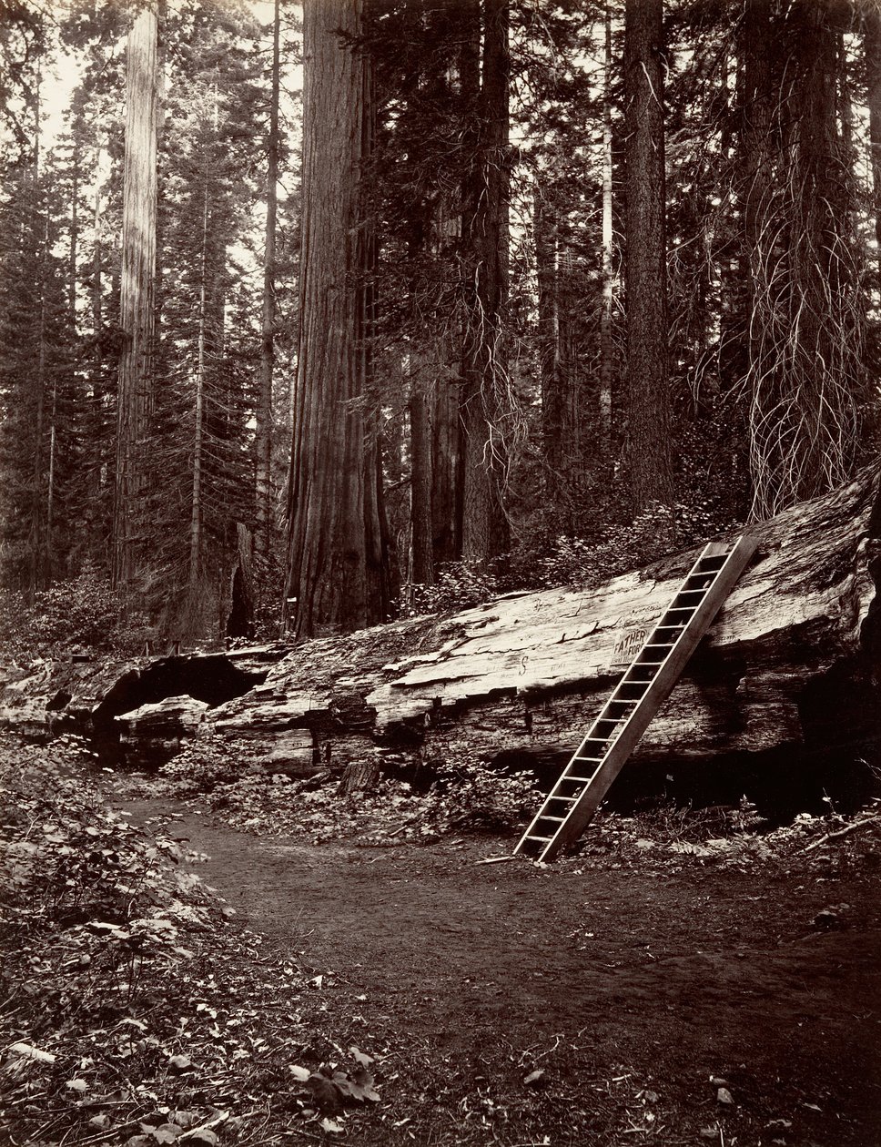 swedish av Carleton Emmons Watkins