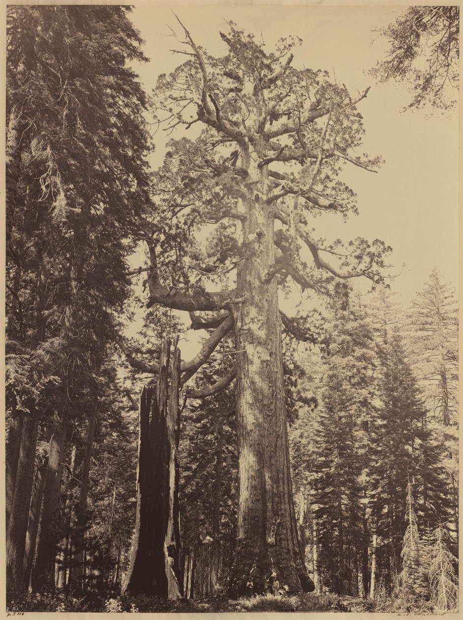 Grizzly Giant, Mariposa Grove,1861 (foto) av Carleton Emmons Watkins