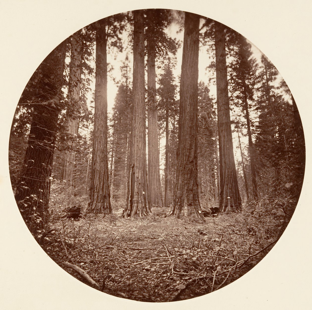James kung av William. Keyston State etc. Calaveras Grove, ca. 1878. av Carleton Emmons Watkins