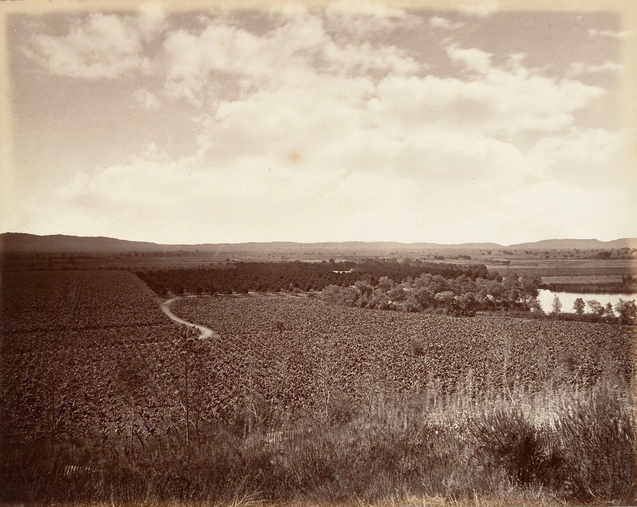 Lake Vineyard and Orange Grove, Los Angeles, 1876, tryckt ca. 1876. av Carleton Emmons Watkins