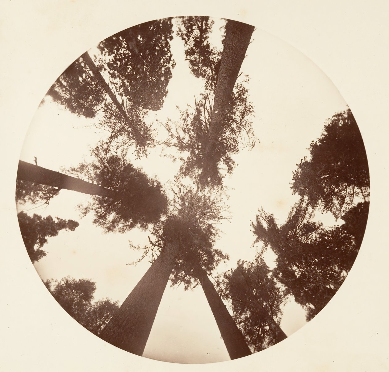 Titta upp bland sockertallarna - Calaveras Grove, ca. 1878. av Carleton Emmons Watkins