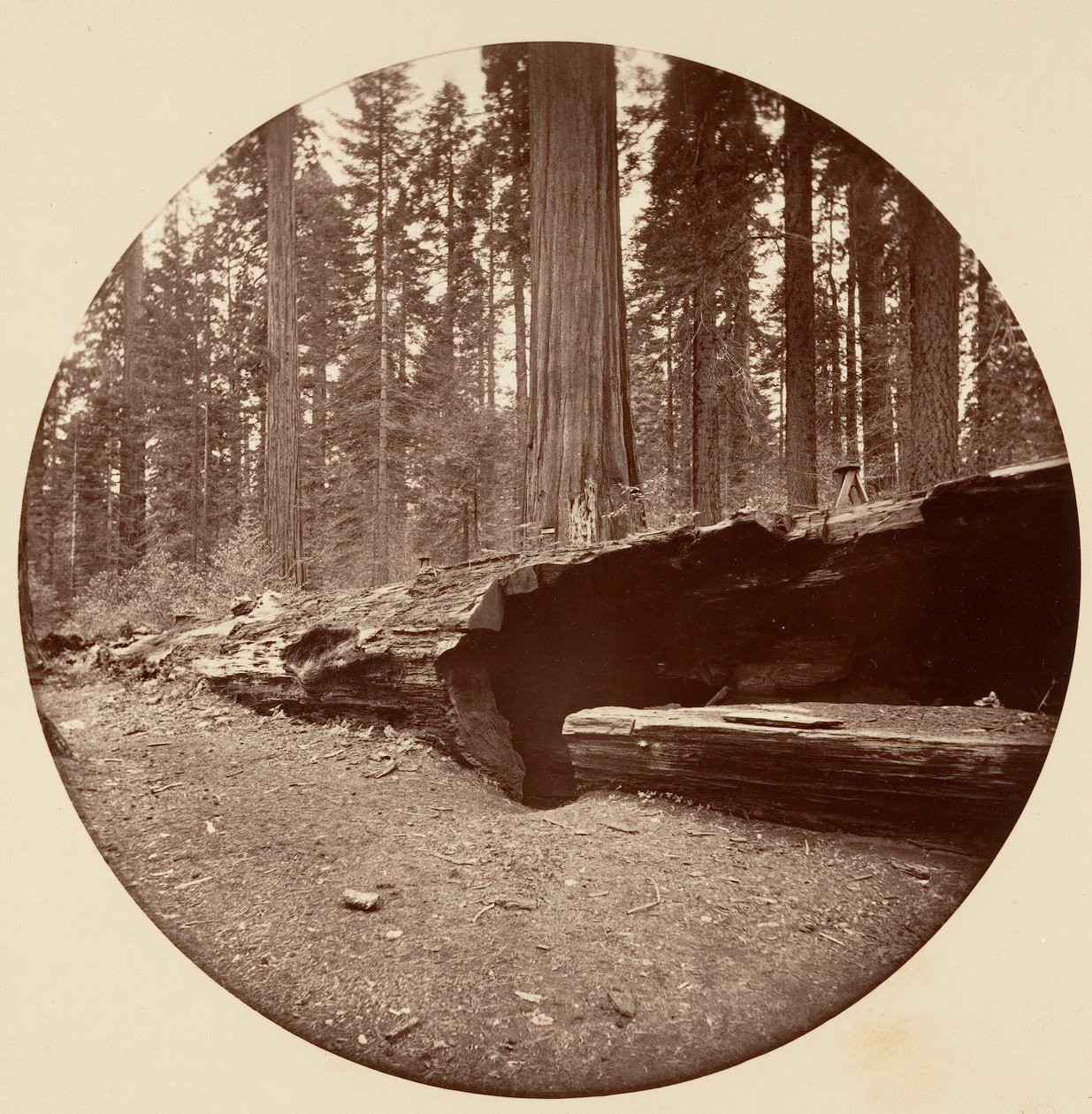 Mammoth Three Grove Hotel Calaveras Co Cal., ca. 1878. av Carleton Emmons Watkins