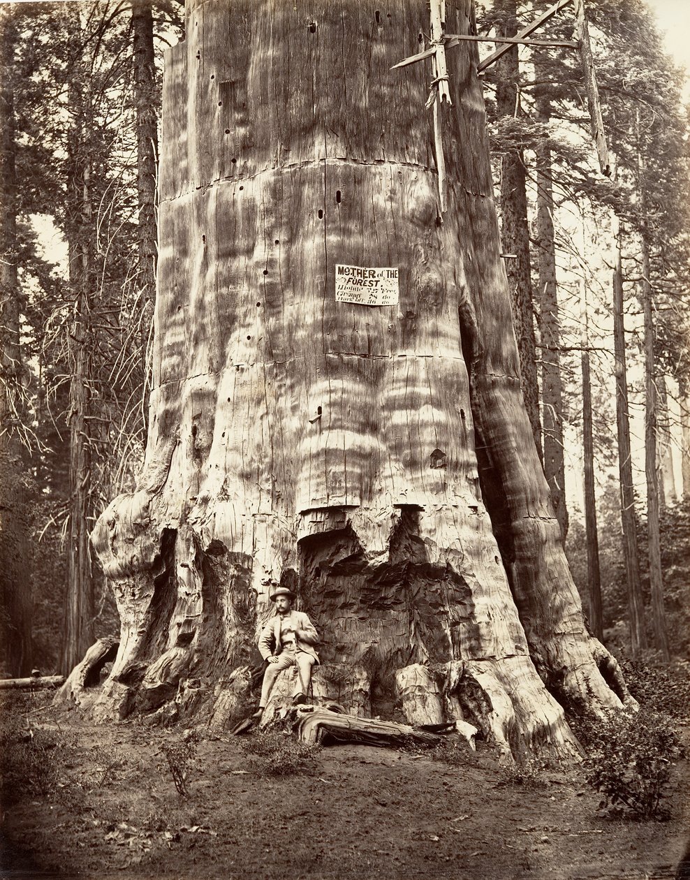 Skogens moder, 1865-66, tryckt ca. 1876. av Carleton Emmons Watkins