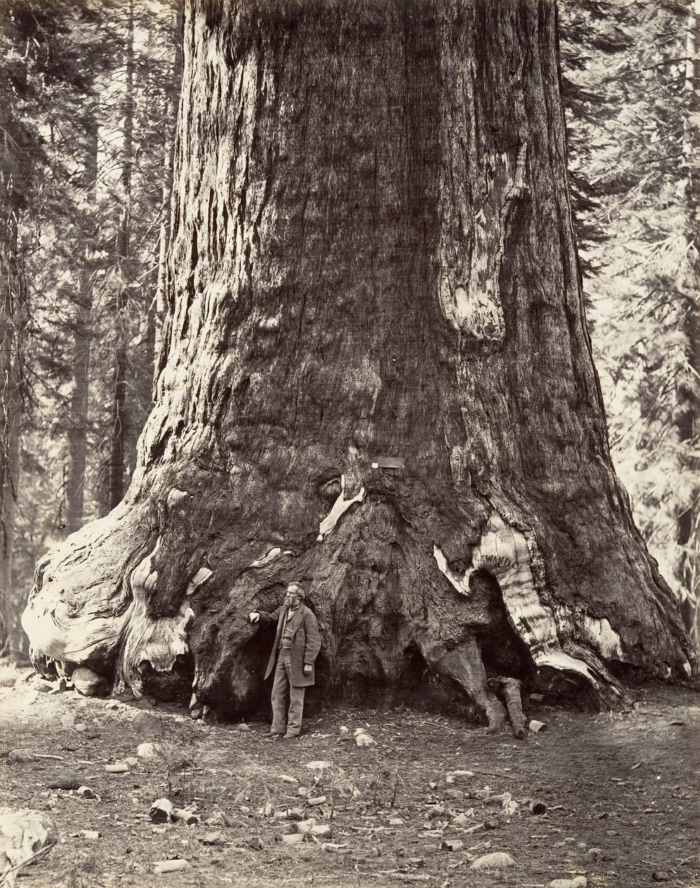 Sektion av Grizzly Giant, 101 fots omkrets, 1865-66, tryckt ca. 1876. av Carleton Emmons Watkins