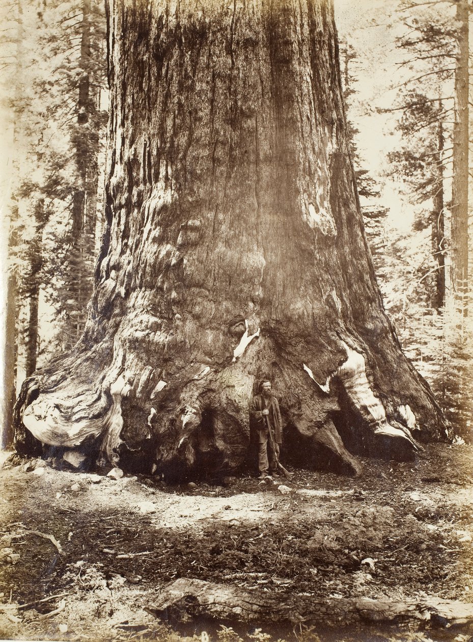 Sektion av Grizzly Giant med Galen Clark, Mariposa Grove, Yosemite, 1865-66 av Carleton E. Watkins