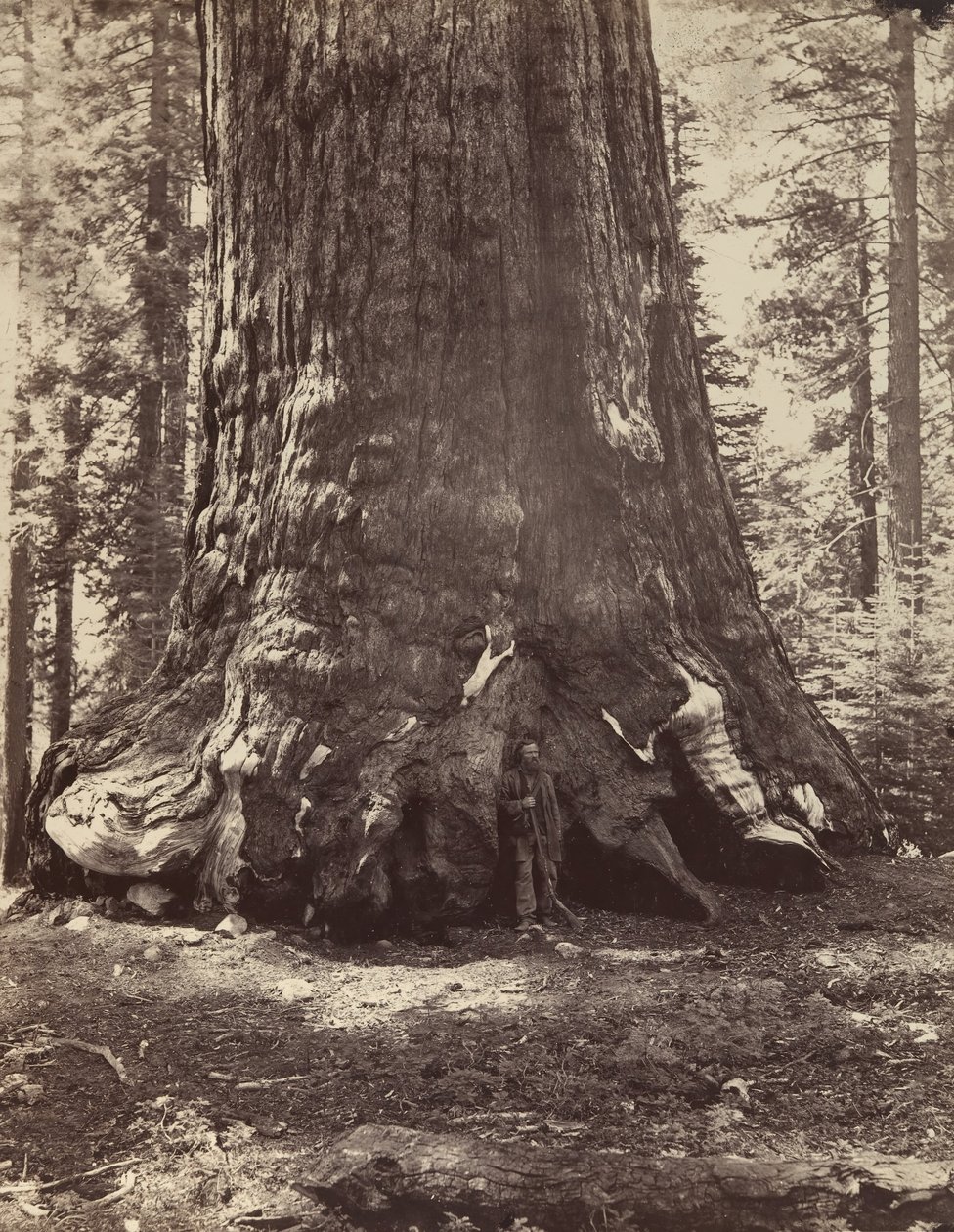 Sektion av Grizzly Giant med Galen Clark, Mariposa Grove, Yosemite, 1865-66, tryckt ca. 1876. av Carleton Emmons Watkins
