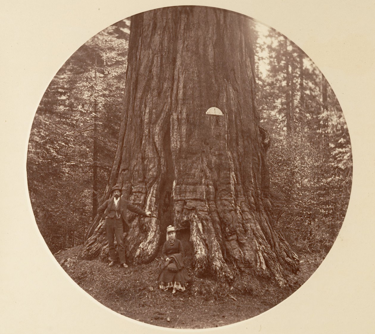Empire State - C. Grove, ca. 1878. av Carleton Emmons Watkins