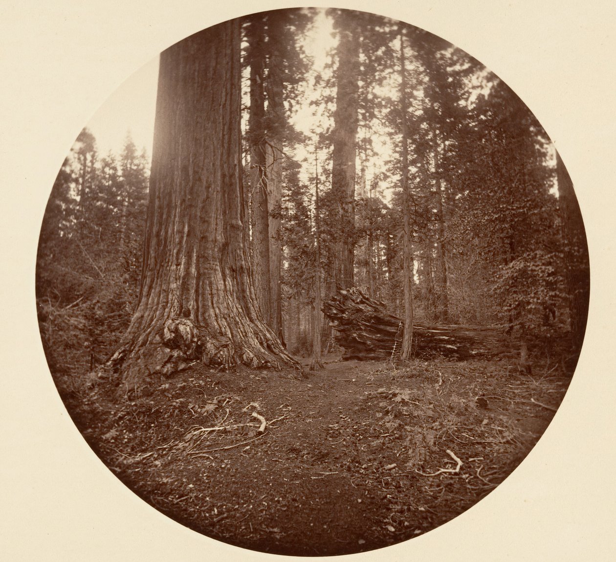 Skogens fader - C. Grove, ca. 1878. av Carleton Emmons Watkins