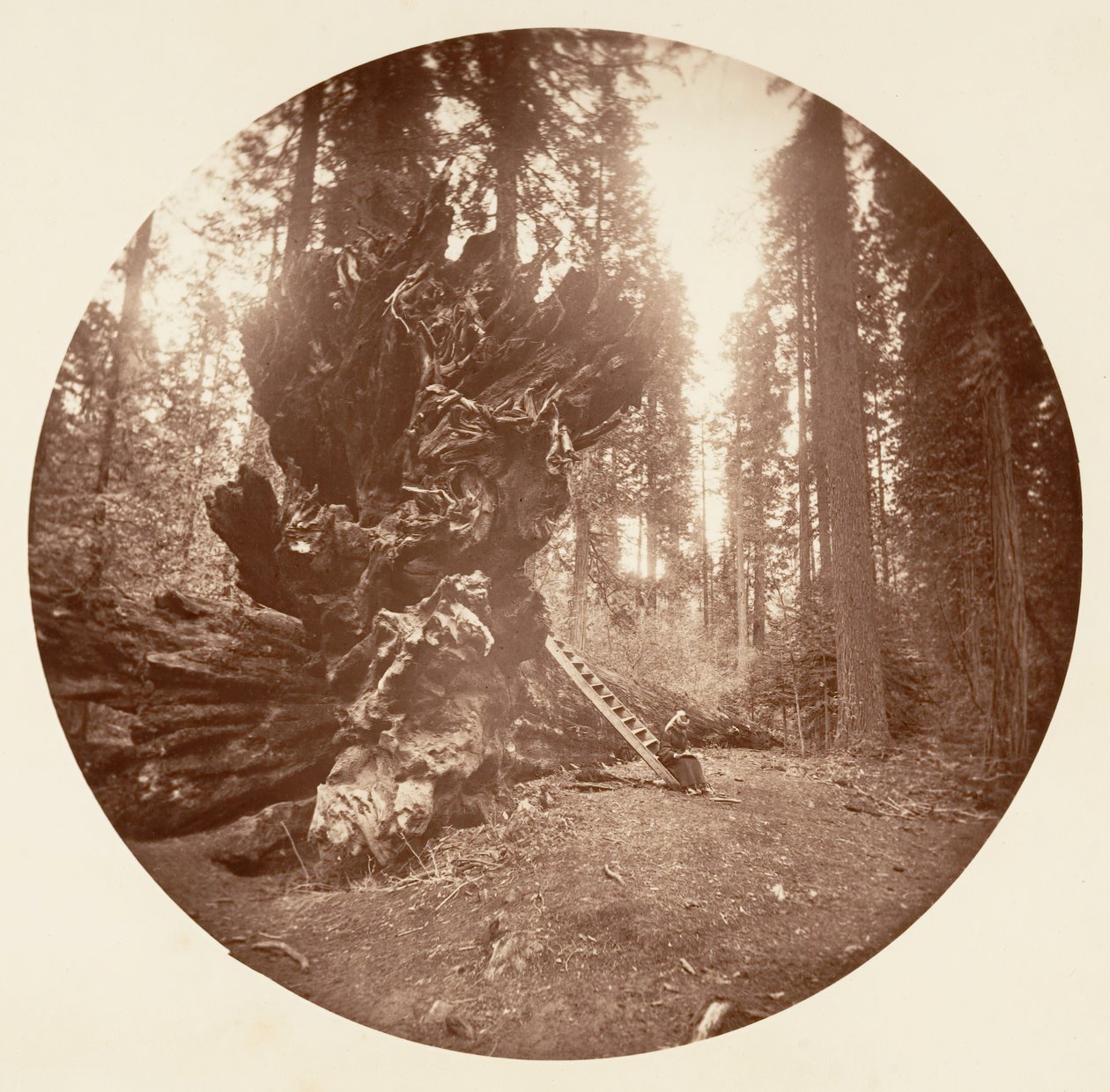 Skogens fader - Hästens baksida. Calaveras Grove, ca. 1878. av Carleton Emmons Watkins