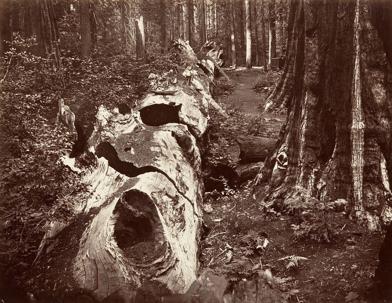 Skogens fader, 112 fots omkrets, Calaveras Grove, 1865-66, tryckt ca. 1876. av Carleton Emmons Watkins