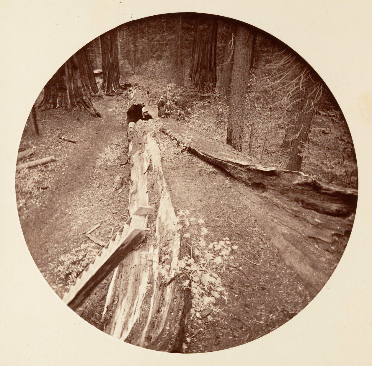 The Father of the Forest 450 Ft Long, C. Grove, ca. 1878. av Carleton Emmons Watkins