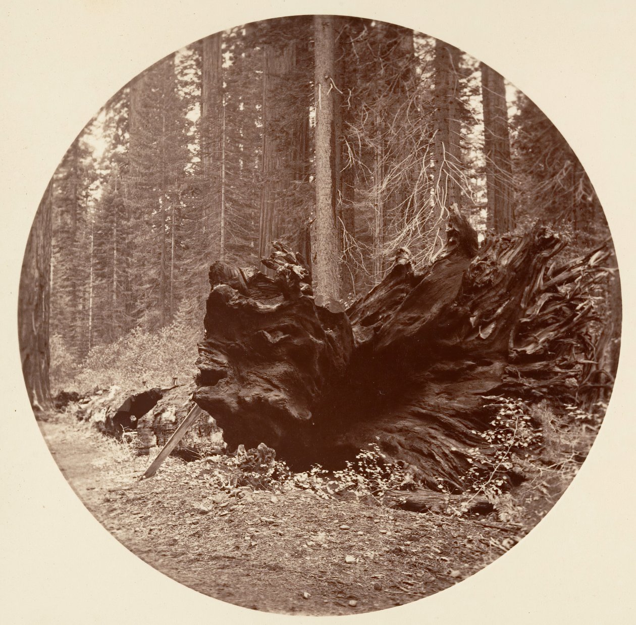 Skogens fader 450 fot C. Grove, ca. 1878. av Carleton Emmons Watkins