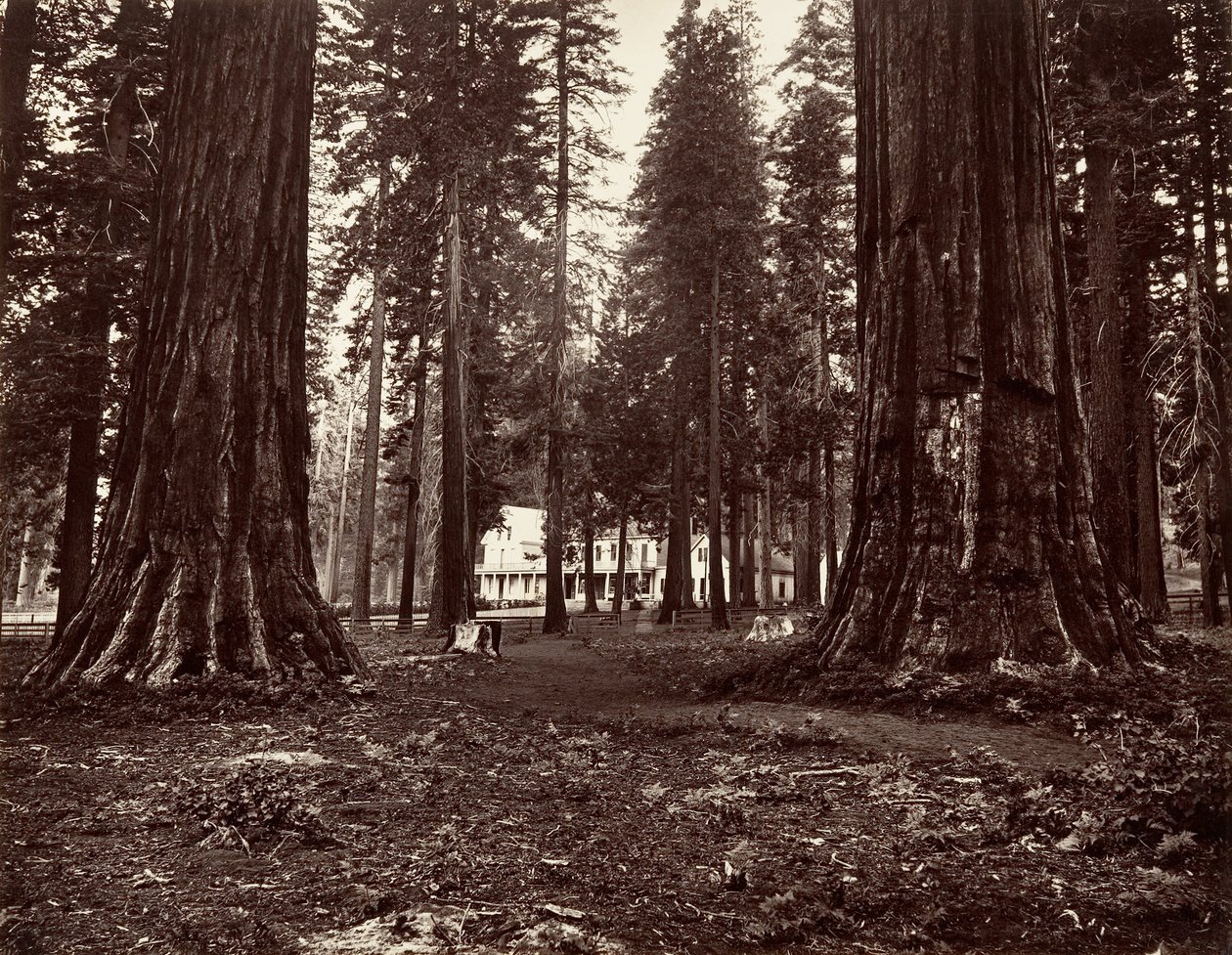 Hotellet från Mammoth Grove, ca. 1872, tryckt ca. 1876. av Carleton Emmons Watkins