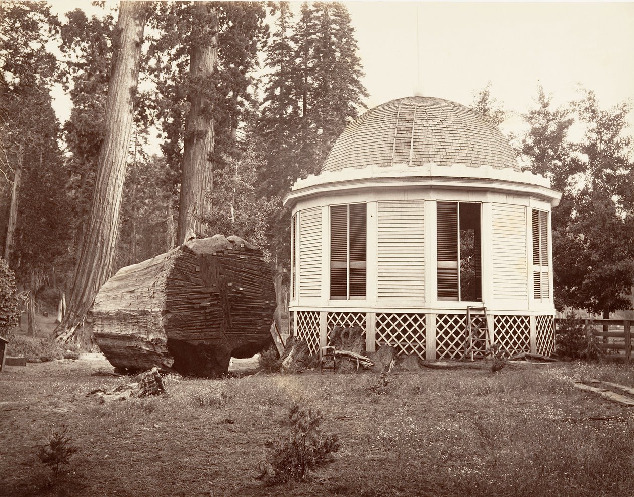 Huset byggt över stubben av ett stort träd, 1865-66, tryckt ca. 1876. av Carleton Emmons Watkins