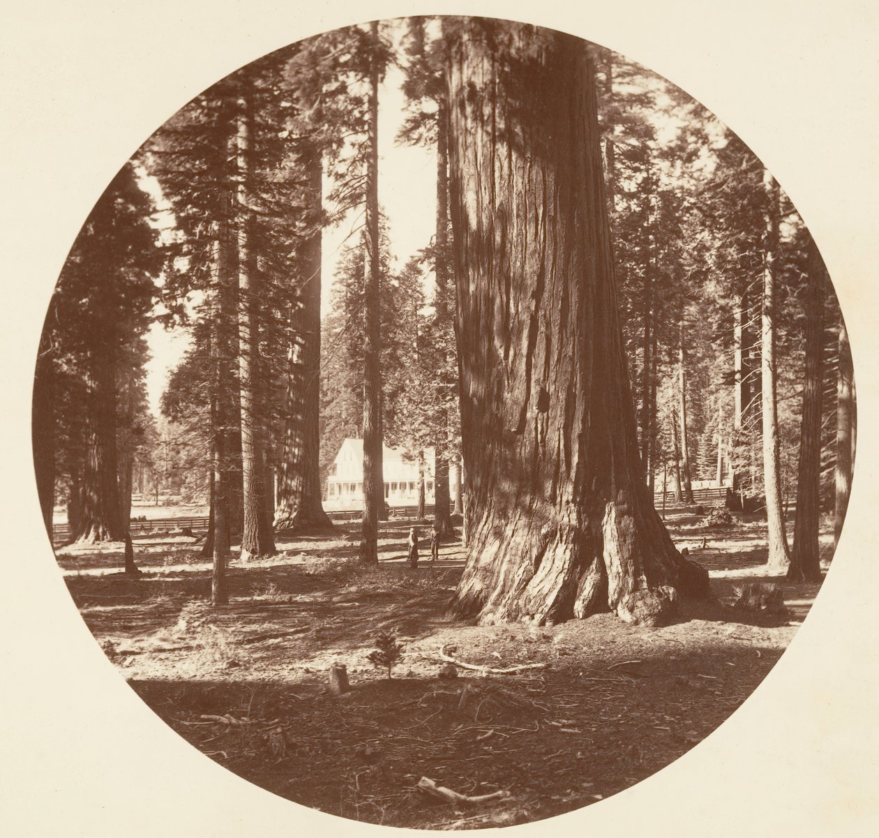 Mammoth Grove Hotel från Grove - Calaveras, ca. 1878. av Carleton Emmons Watkins