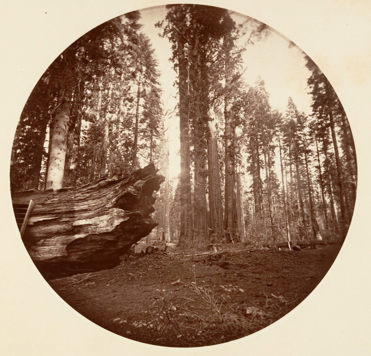 Skogens moder Från skogens fader - Calavaras Grove, ca. 1878. av Carleton Emmons Watkins