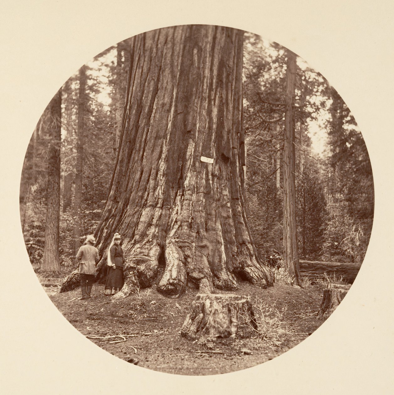Skogens stolthet - Calaveras Grove, ca. 1878. av Carleton Emmons Watkins