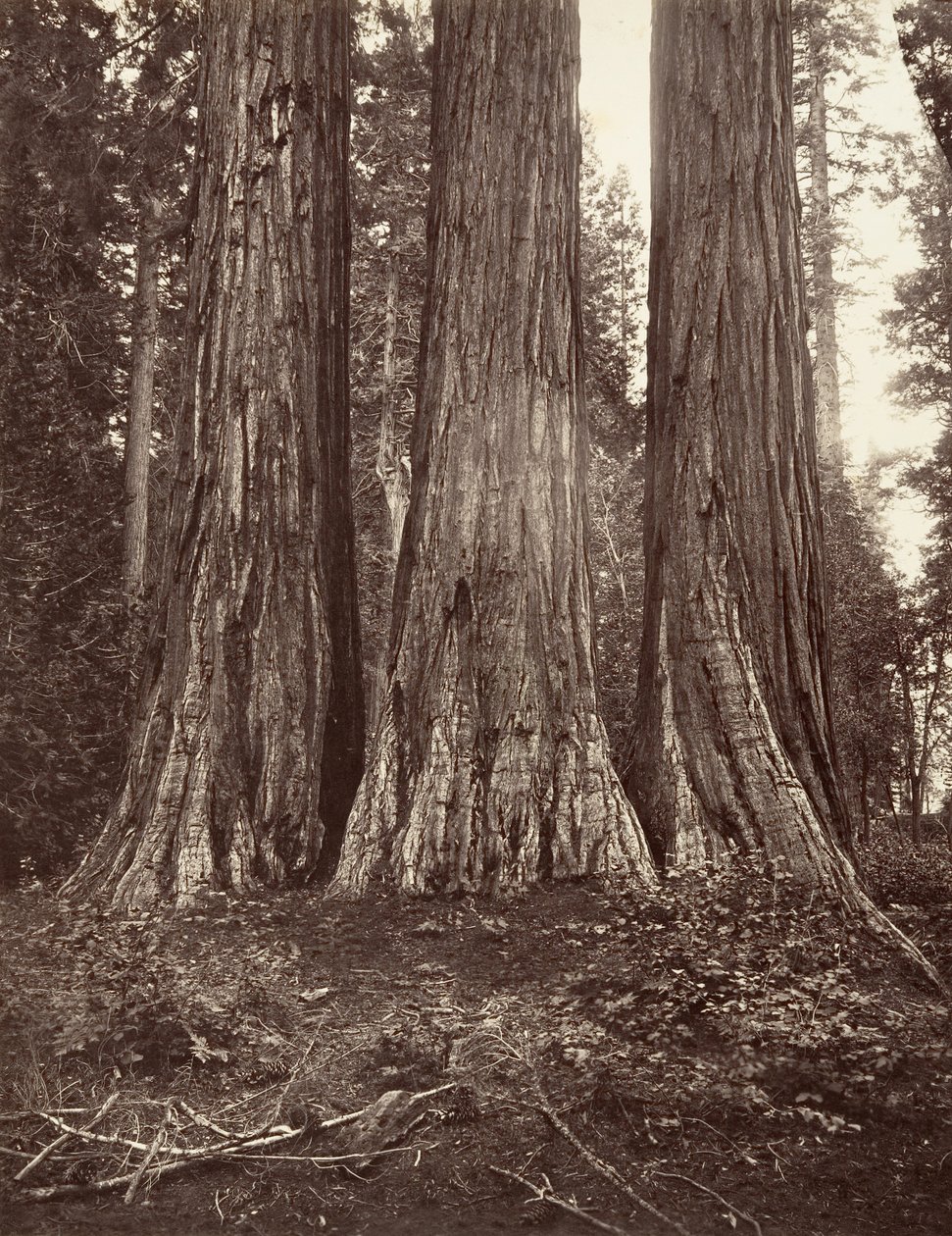 The Three Graces, 272 fot, 1865-66, tryckt ca. 1876. av Carleton Emmons Watkins