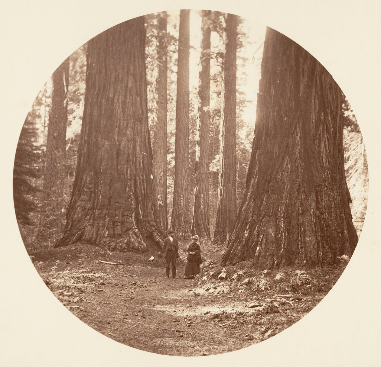 The Three Graces Seed Through the Bryant and Seward Calaveras Grove, ca. 1878. av Carleton Emmons Watkins