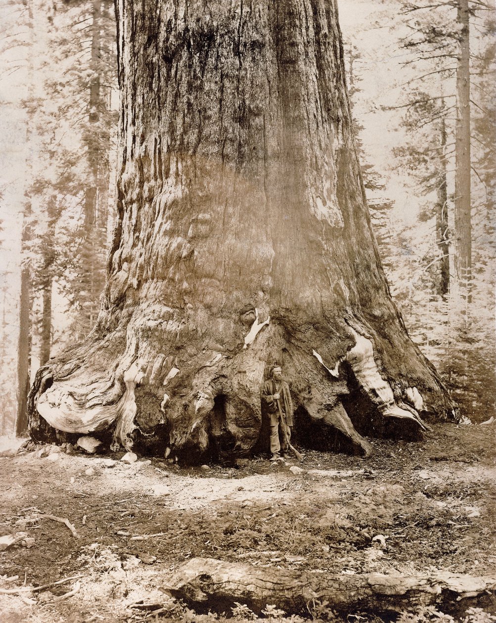 Stam av "Grizzly Giant", Mariposa Grove, 33 fot i diameter, 1861 av Carleton E. Watkins