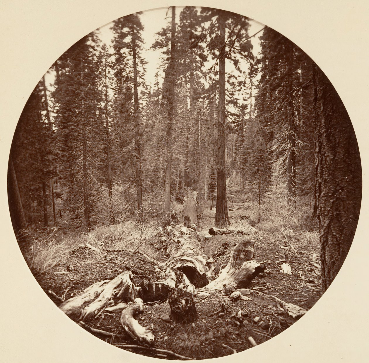 [Yosemite National Park, Kalifornien], ca. 1878. av Carleton Emmons Watkins