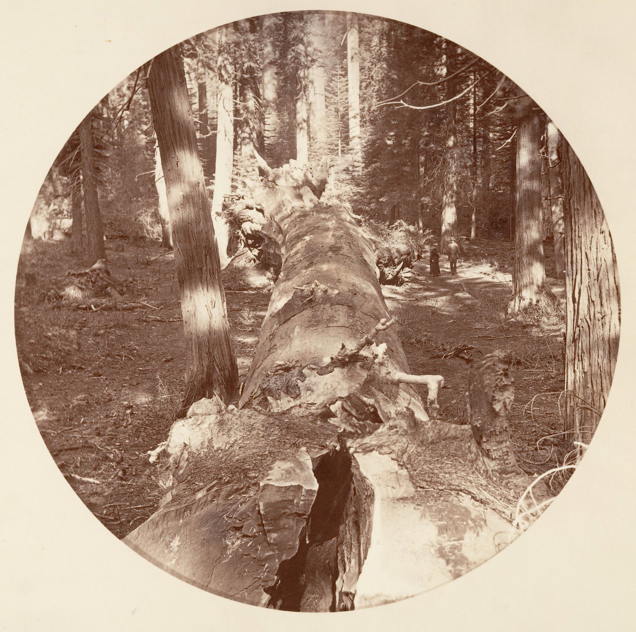 [Yosemite National Park, Kalifornien], ca. 1878. av Carleton Emmons Watkins