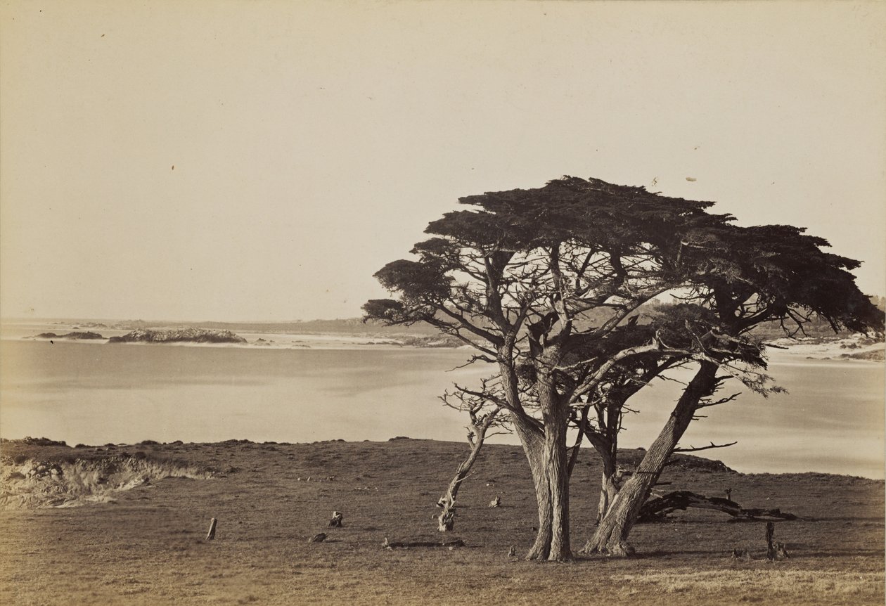 Kustvy nära Monterey av Carleton Watkins